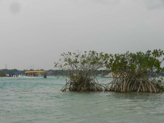 Bacalar mangroves