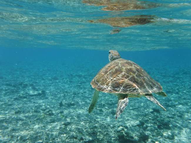 Schnorcheln im Turtle - Paradies Gili Inseln