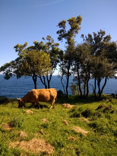 The cow and the Atlantic