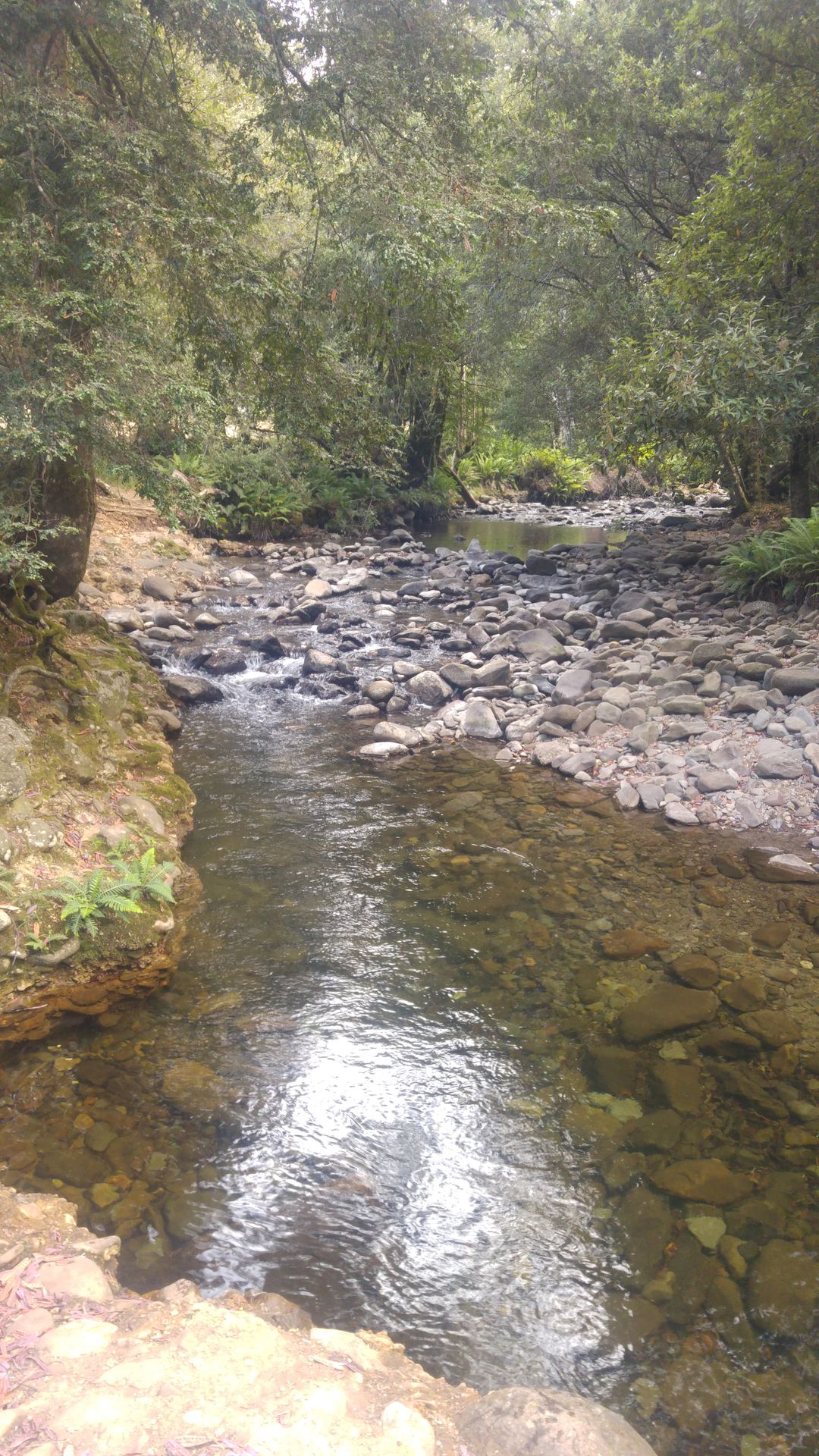 Creek at Lower Liffey Campground