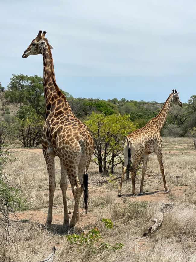 Trip to Kruger National Park
