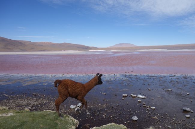 Baby-Lama an der roten Lagune