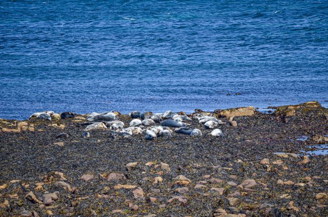 Tag 74 - Seals, Dunnet Head and many impressions