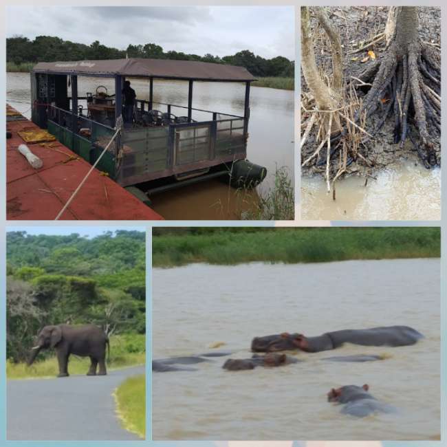Boottrip mit Hippos und Mangroven + Elefant auf Straße