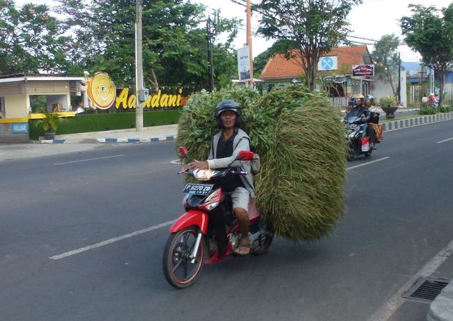 Everyday life in Java