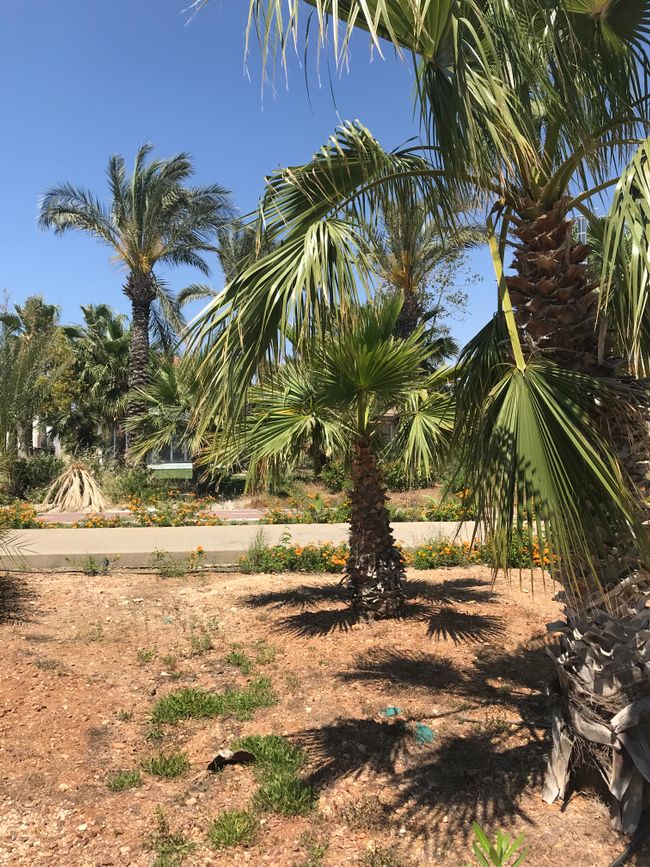 palm trees everywhere