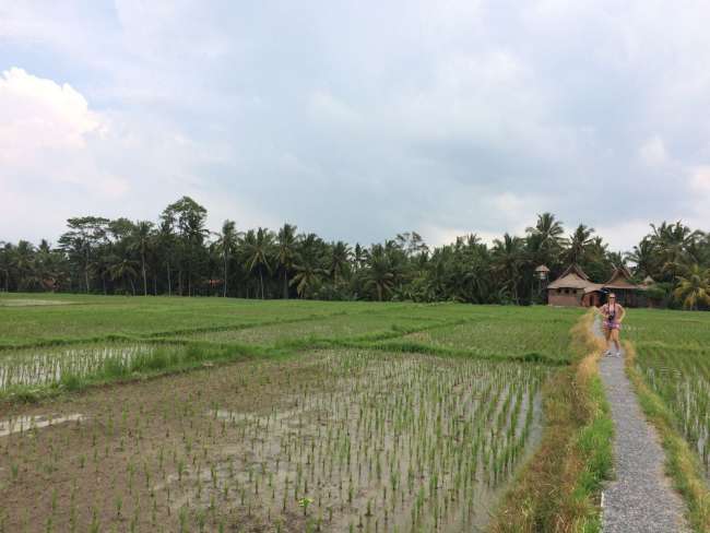 Reisfelder 