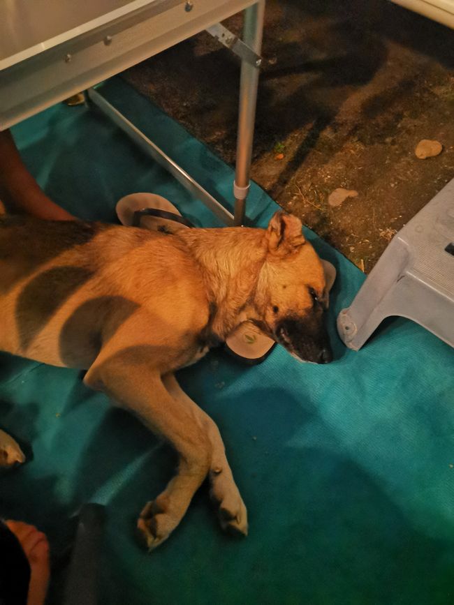 Ein Straßenhund der ein Zuhause im River Camp gefunden hat