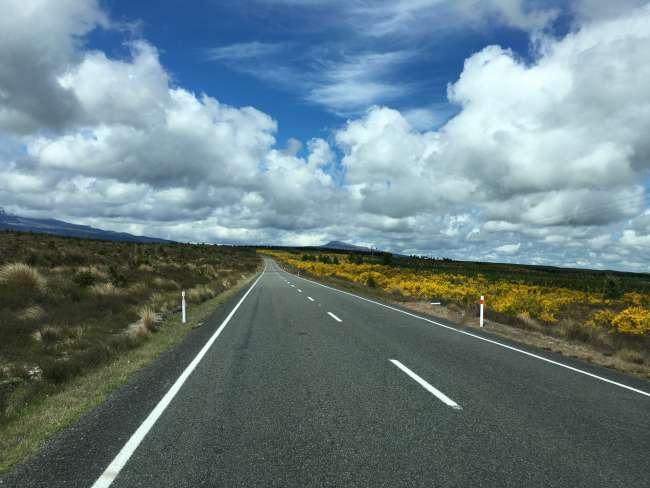 Strasse nach Whakapapa links öd und rechts gelb Blumen