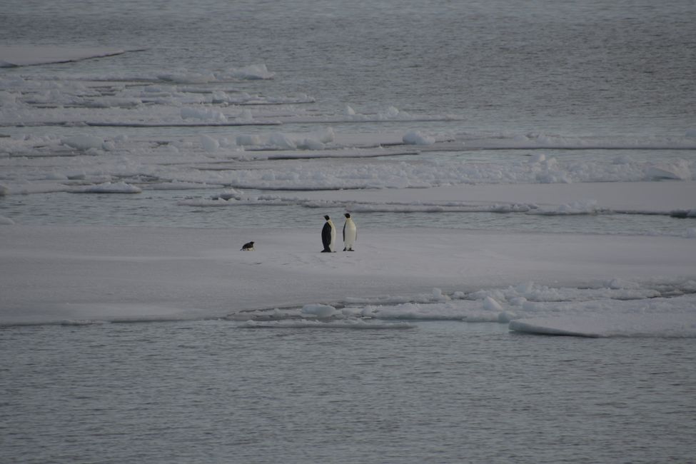 Emperor penguins and Adelie penguin