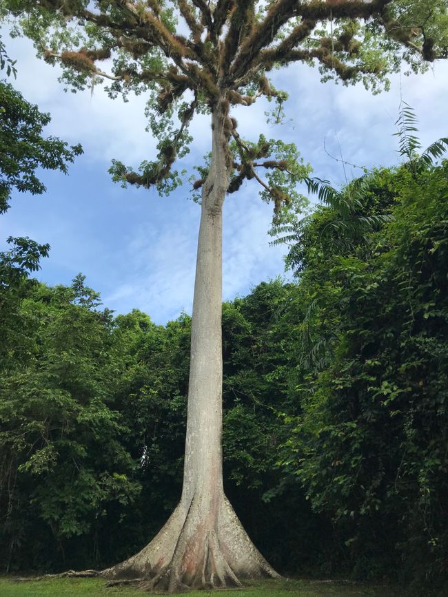 Der Wow-Baum 