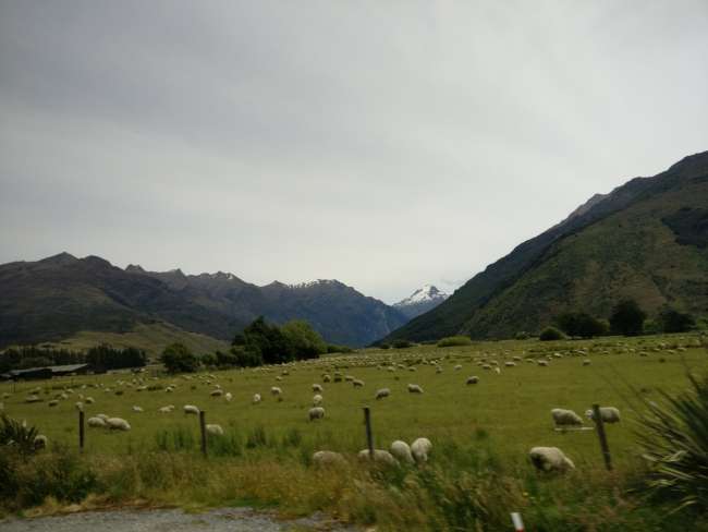 New Zealand's Sheep