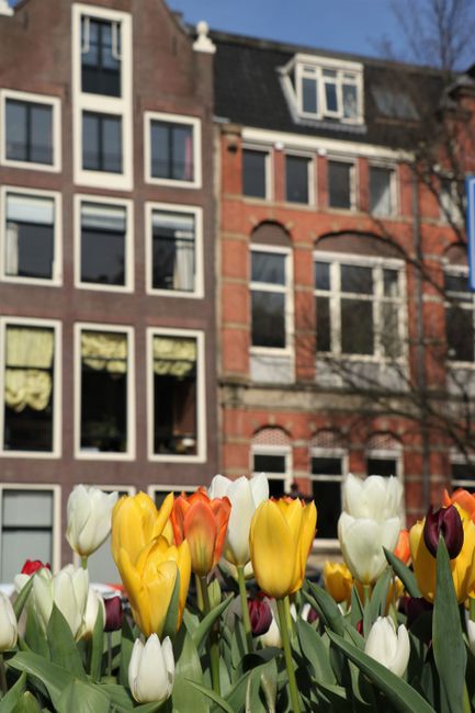 What would Holland be without tulips?