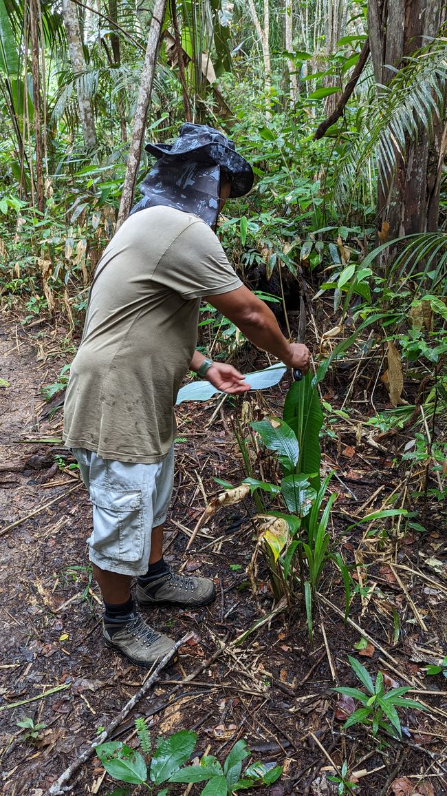 2. Día en la selva amazónica