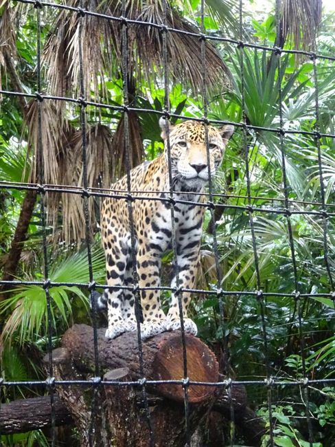 Belize: Belize Zoo
