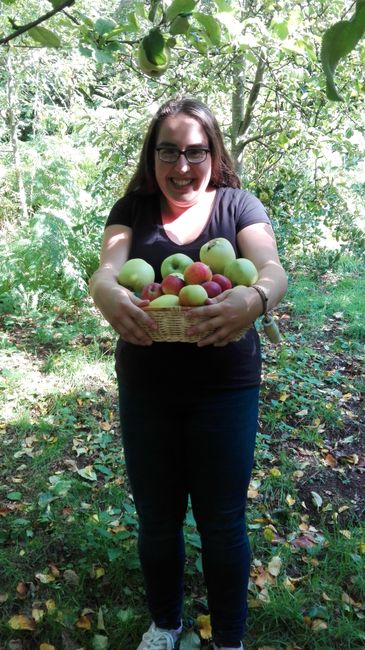 Apfelernte im Obstgarten! 