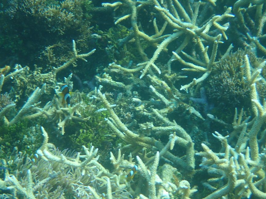 Snorkeling off Flores Island