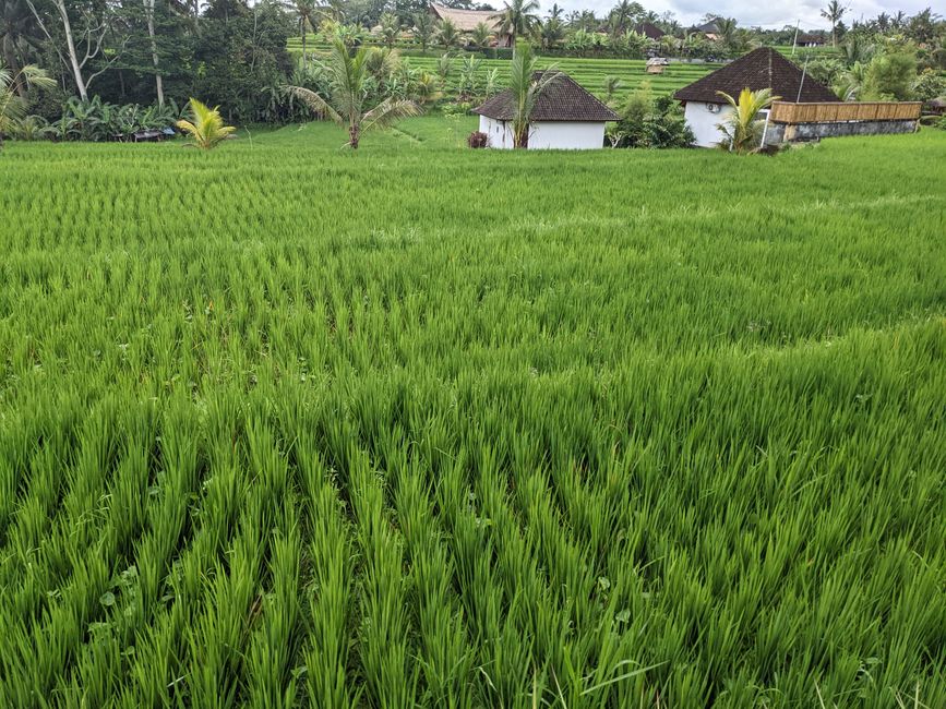 Rice fields at the Campuhan Ridge Walk