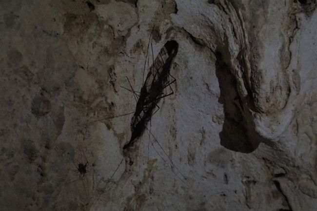 Wetas in der Aranui Höhle