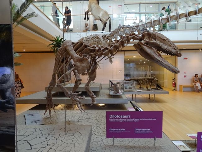 Museum mit coolen Dino Skeletten