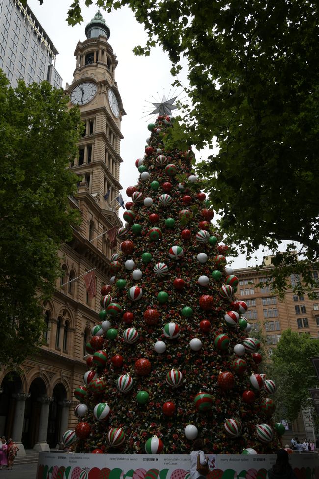 Sydney - Christmas tree in summer