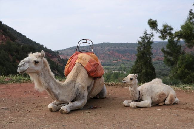 Finally on a camel :-)