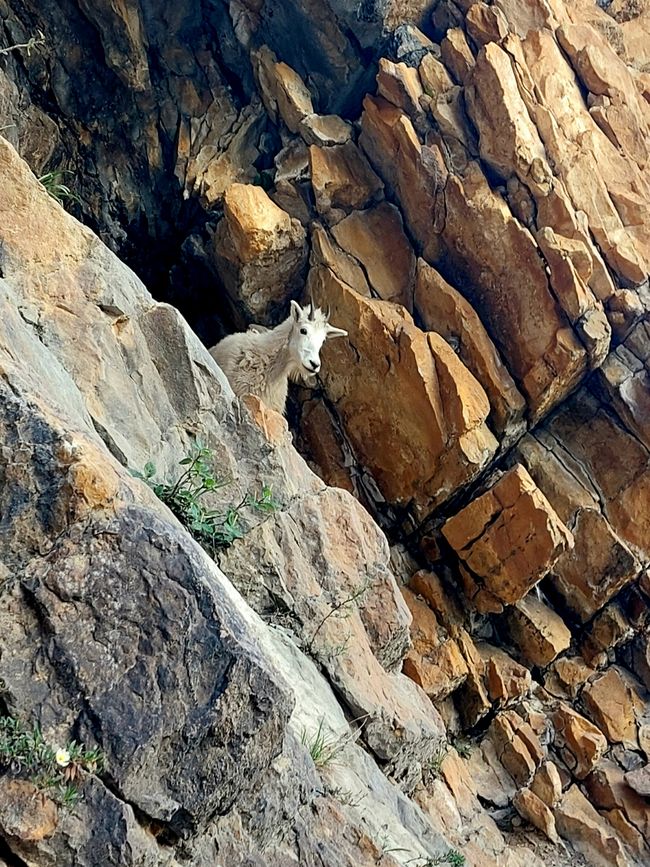 Curiosa cabra de montaña