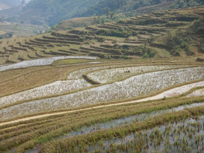 Rice fields in Sapa