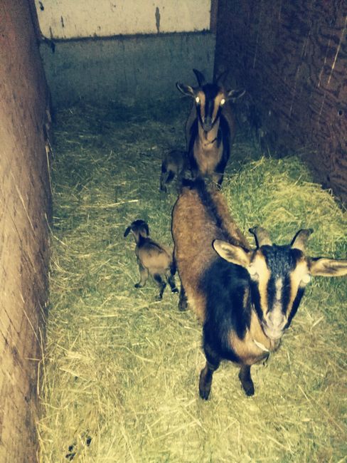 Baby goats freshly hatched.