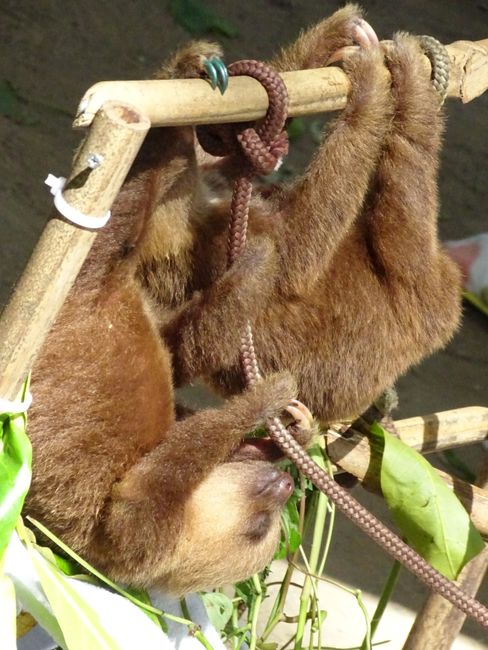 'Nursery' of sloths