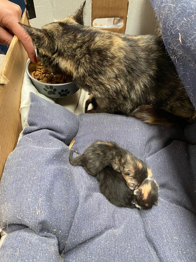 Here I took the food from our cats to feed the fresh mom