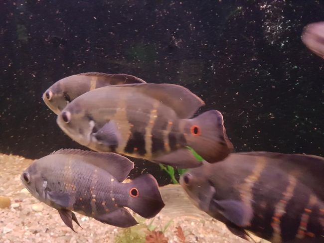 Aquarium: Cara-açu-Fisch