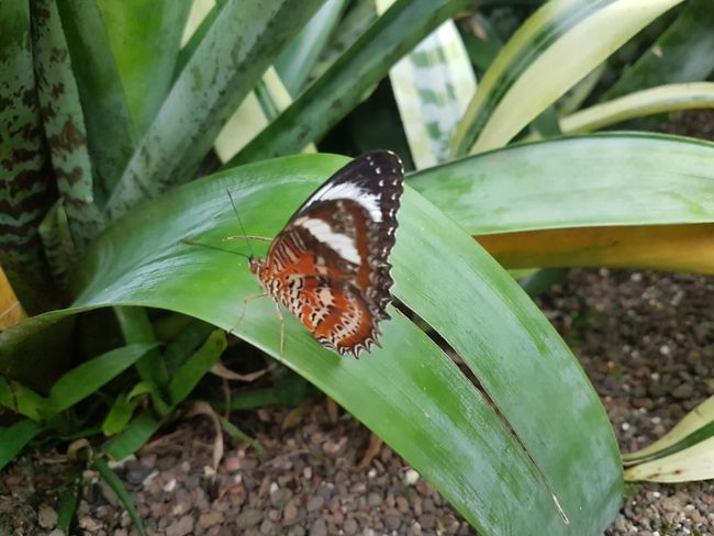 Schönes Flattertier im Schmetterlingshaus des Botanischen Gartens