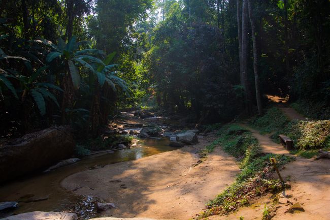 Tag 10 : Direction la jungle