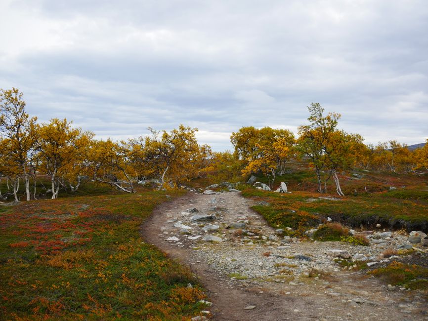 autumn trees until we finally arrived at Nordkapp