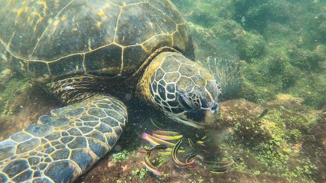 Pacific Green Turtle beim Fressen unter Wasser