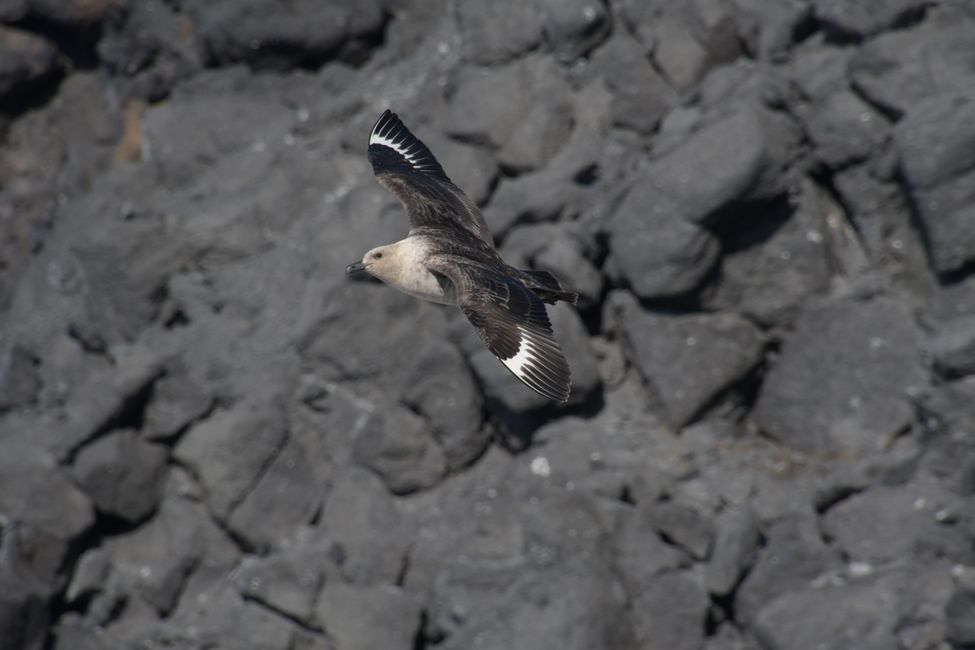 Cape Royds (Shackleton's hut on the left, Adelie penguin colony on the right)