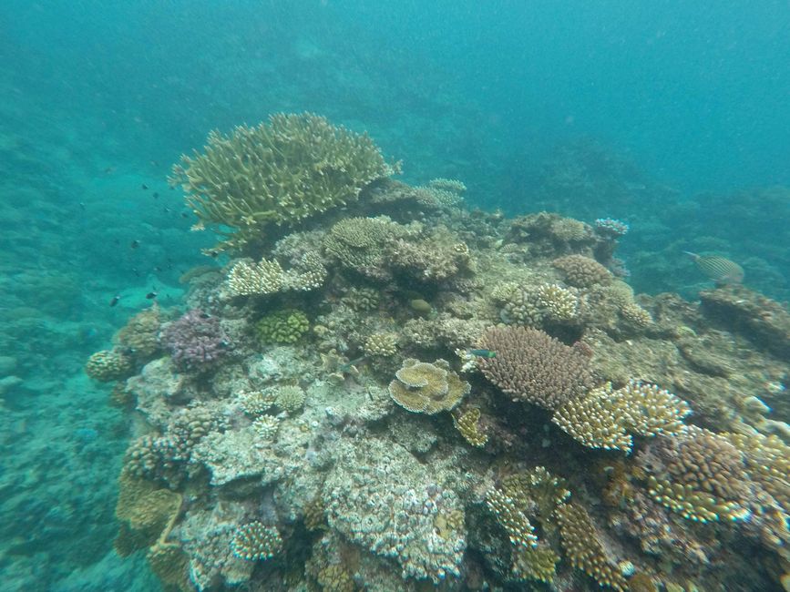 Great Barrier Reef, Cairns, Australien, 5. März 2023