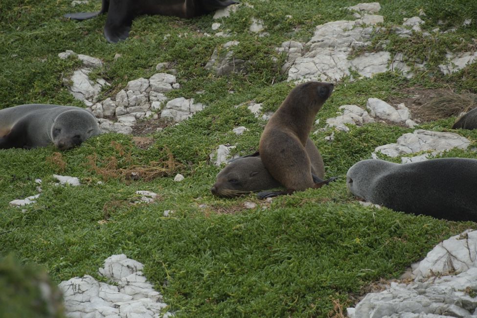 Kaikoura - Seal babies
