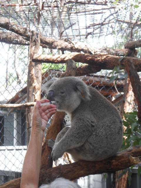 Tracking the koala