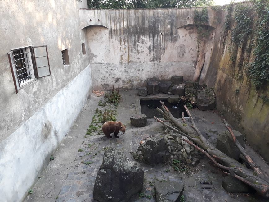 The bears in the castle moat.