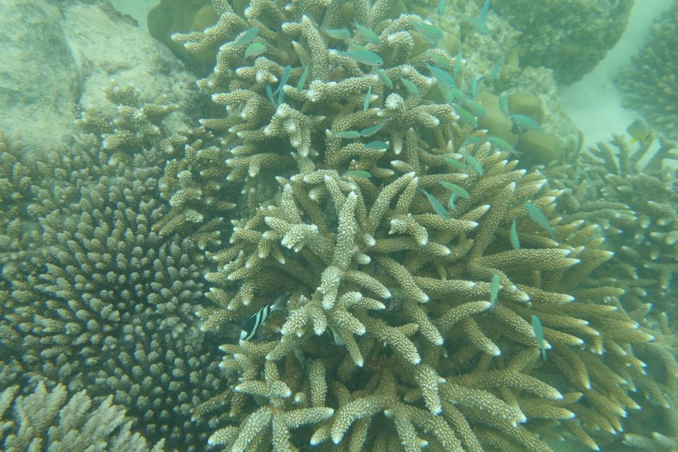 Korallenparadies..... - ohne Worte