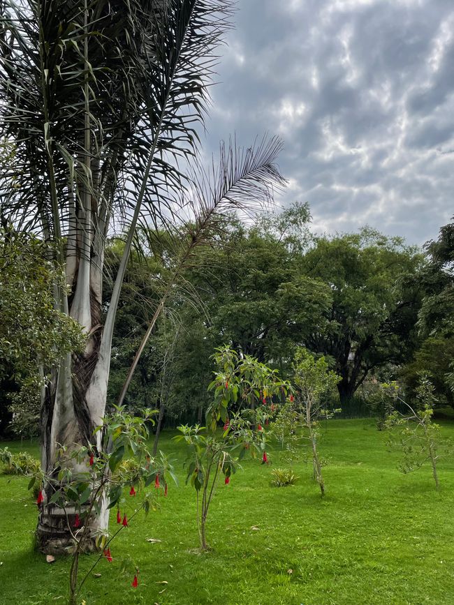 Garten im Museum Pumapungo