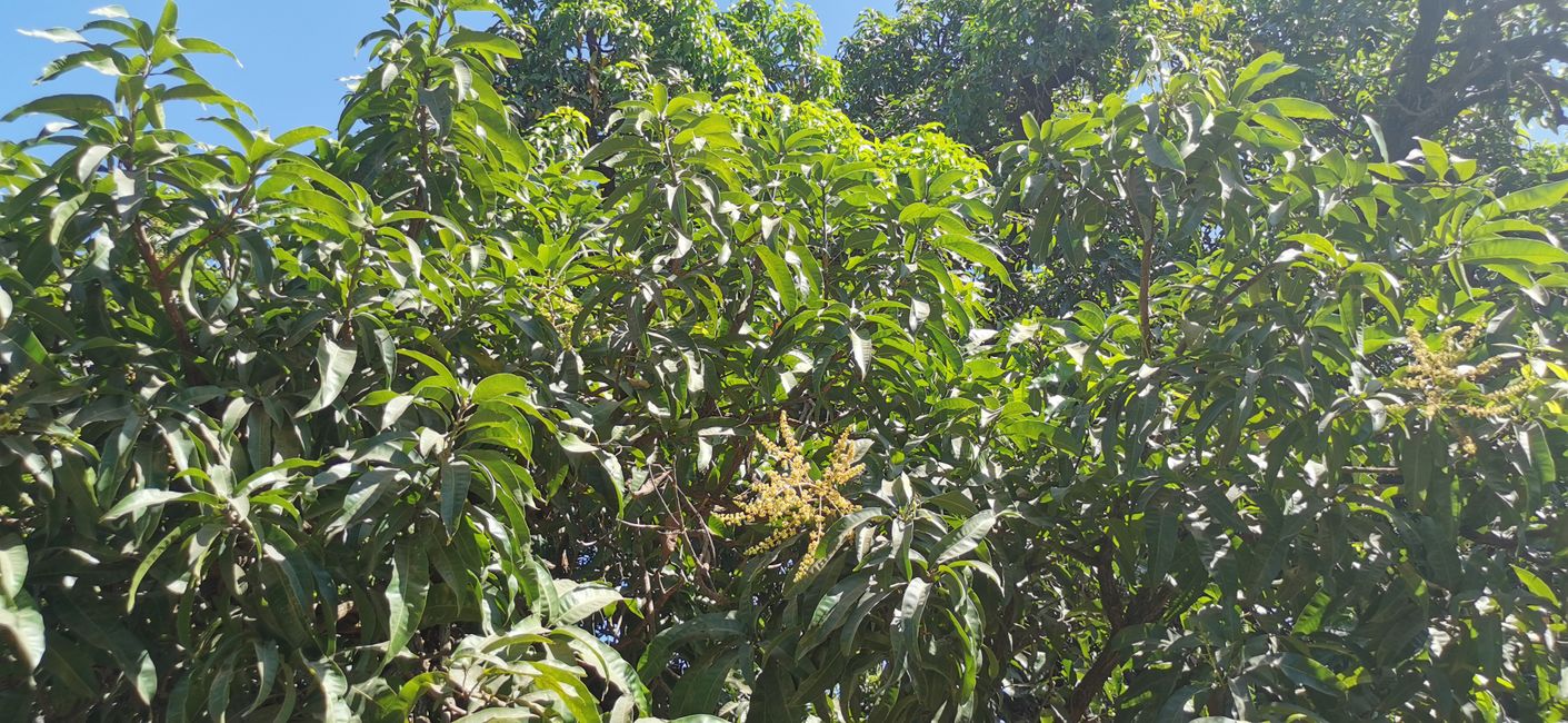 Mangobaum mit Blüte 