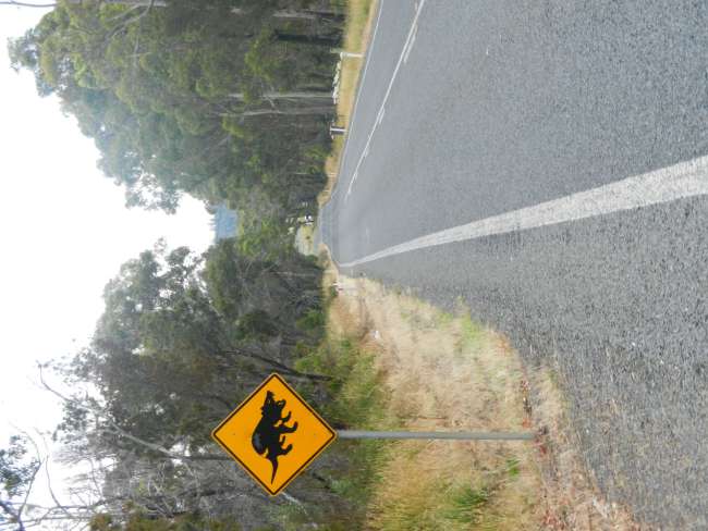 Tasmanian road