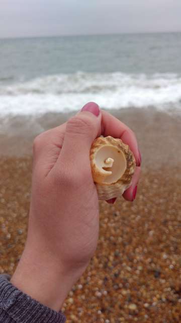 Muschel gefunden am Brighton Beach