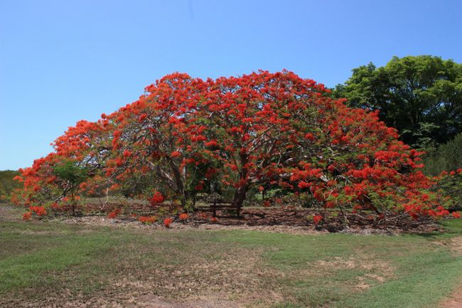 Darwin botanischen Garten