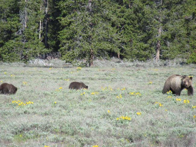 Bears and Yellowstone