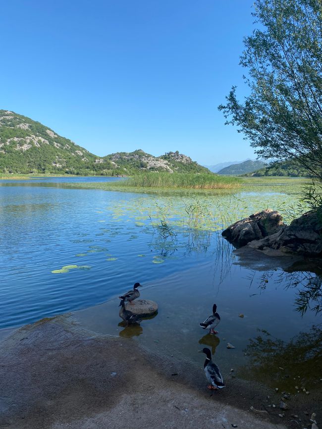 Karuc, Lake Skadar