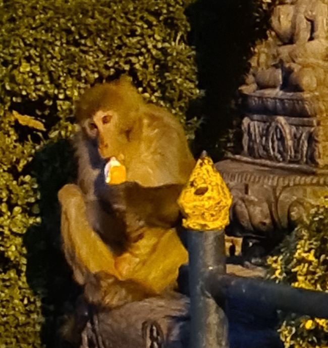A monkey has managed to steal an ice cream in Swayambhu